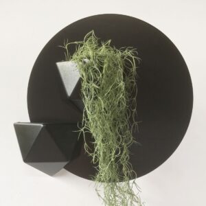 magnetinis sieninis vazonas juodas augalams piestukams kanceliarinems prekems 4 1