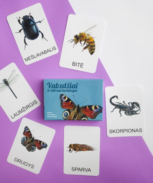 Alternative view of Lavinamųjų kortelių rinkinys „Vabzdžiai ir kiti nariuotakojai“